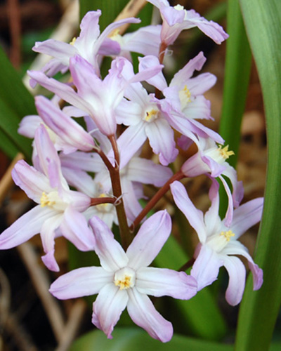 Chionodoxa pink giant.jpg